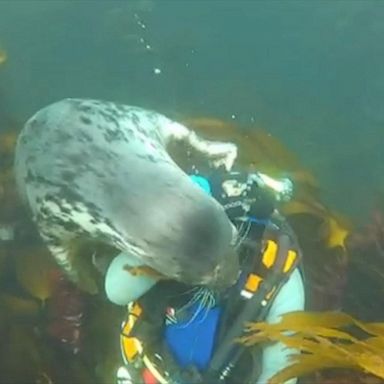 The diver warned against touching the gentle creatures, as they carry dangerous bacteria.