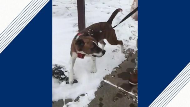 Video Dog gets adopted after 500 days in animal shelter - ABC News