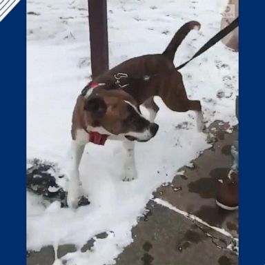 VIDEO: Dog gets adopted after 500 days in animal shelter