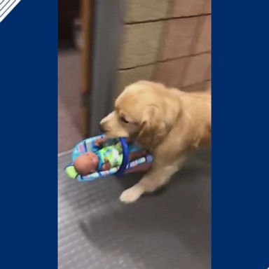 The Franklin Police Department in Massachusetts posted a video of their therapy dog Ben Franklin who took a gift from the donation table.