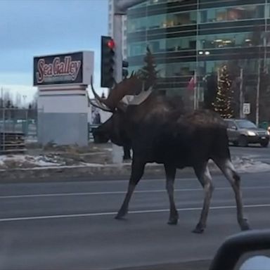 A moose casually strolled across an intersection in Anchorage, Alaska, to the amusement of drivers who were forced to stop to let it pass.