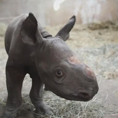 VIDEO: Black rhino born on Christmas Eve at Michigan zoo