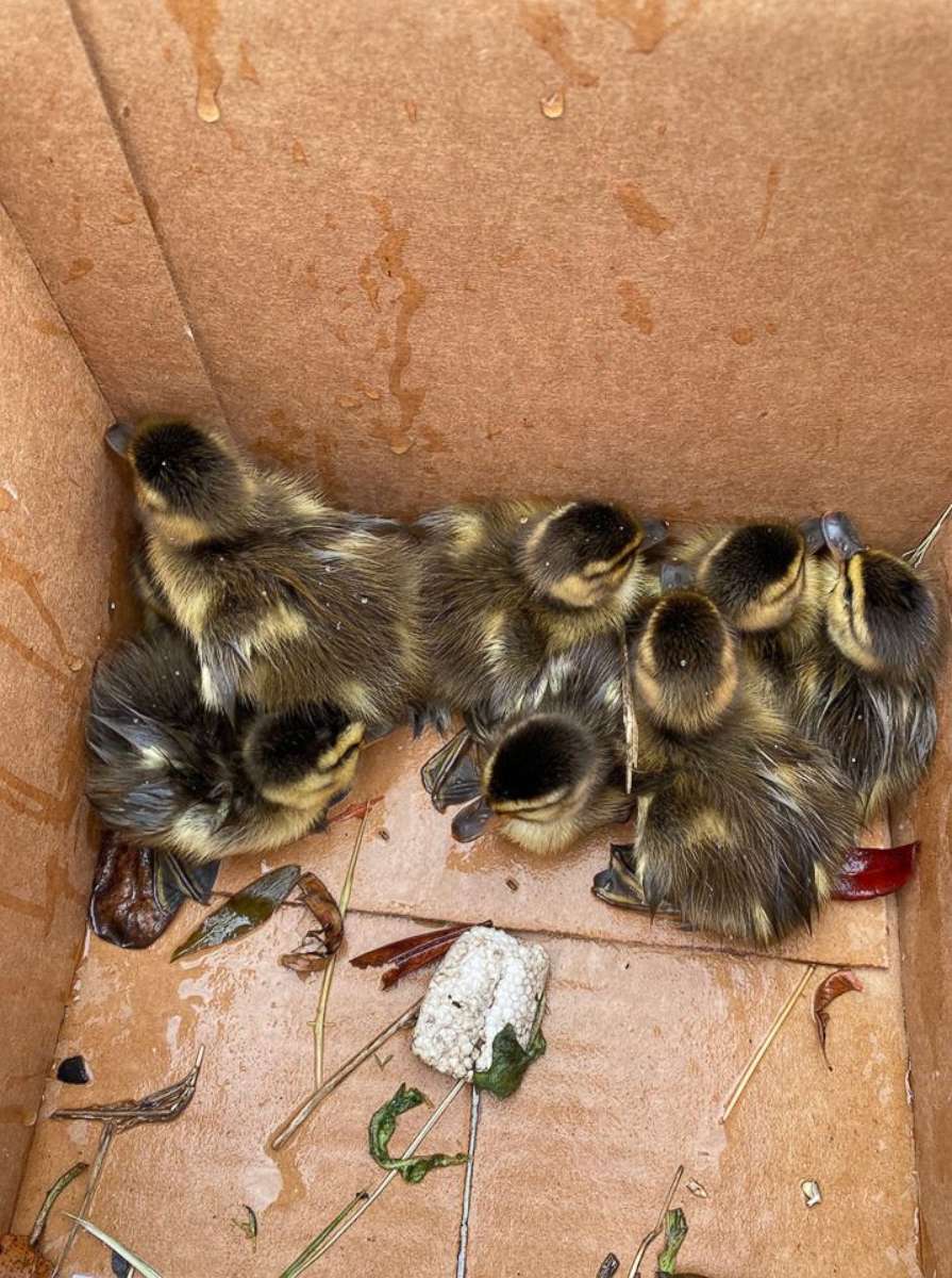 PHOTO: Massachusetts State Trooper Jim Maloney happened to discover eight baby ducklings stuck in the bottom of a storm drain after they somehow separated from the family and fall through a grate in the parking lot of Nahant Beach, northeast of Boston.