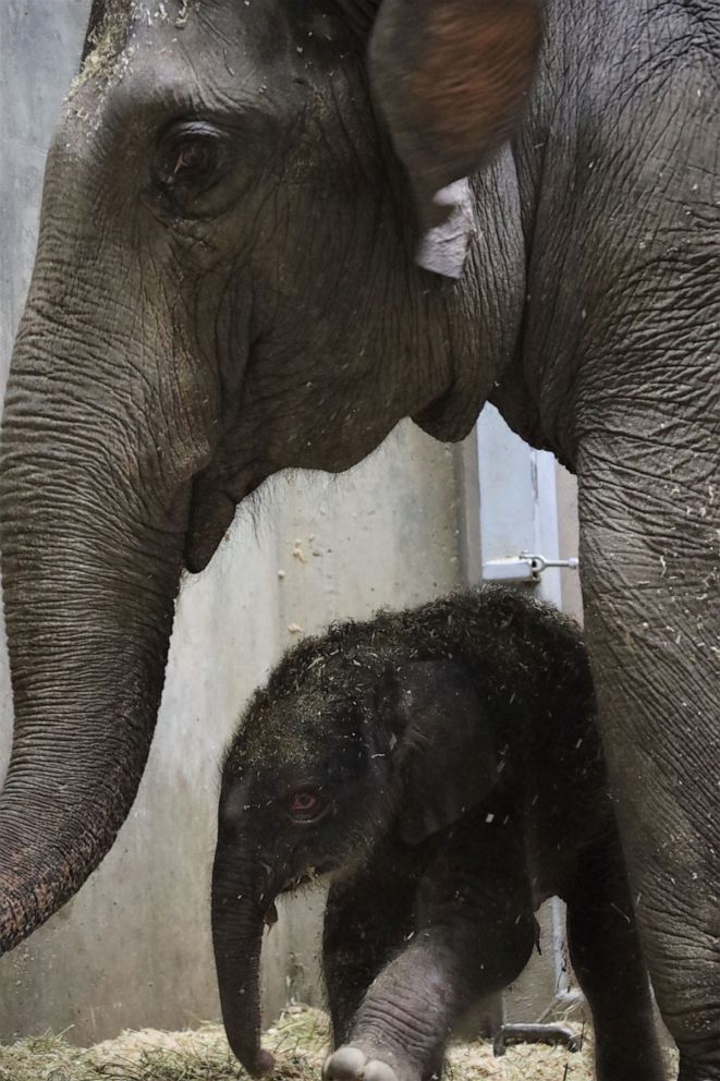 PHOTO: The Saint Louis Zoo is saddened to announce that the male Asian elephant calf born on July 6, 2020, has died. The decision to humanely euthanize the calf was made and he passed away peacefully on August 2, 2020.