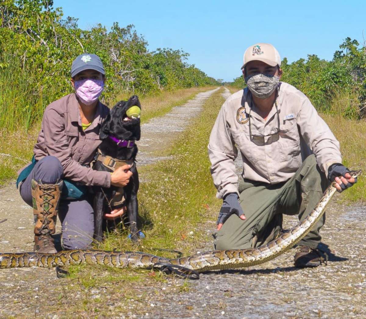 PHOTO: Truman the black Labrador & Eleanor the point setter spent over a month learning to search for pythons using scent signals and how to alert their handlers when they find a python, according to the Florida Fish and Wildlife Conservation Commission.