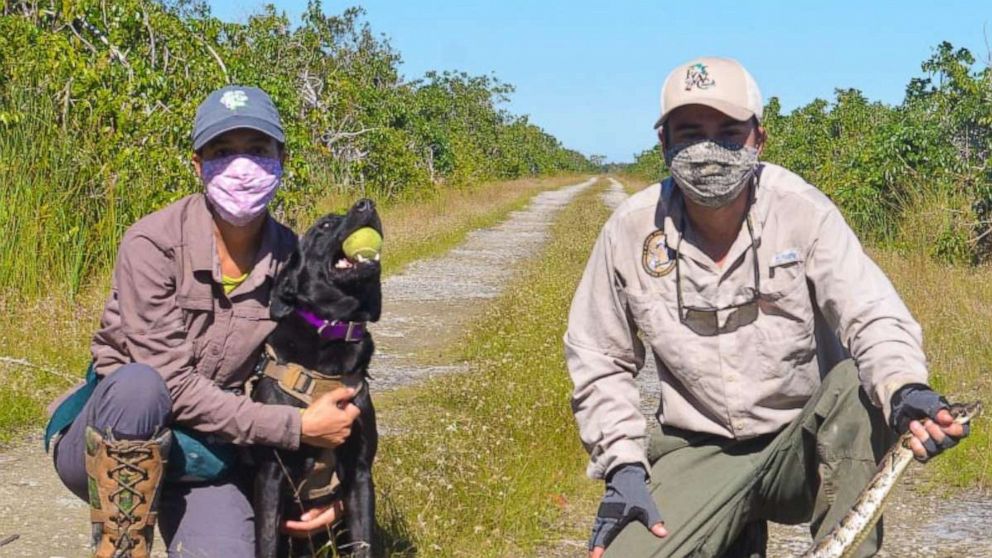 PHOTO: Truman the black Labrador & Eleanor the point setter spent over a month learning to search for pythons using scent signals and how to alert their handlers when they find a python, according to the Florida Fish and Wildlife Conservation Commission.