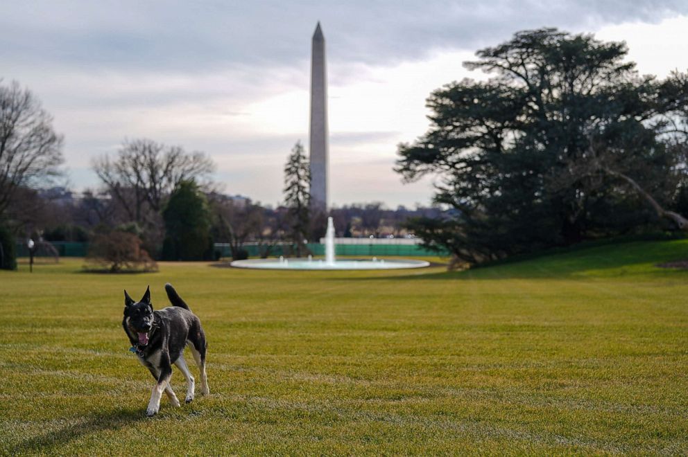 PHOTO: The First Dogs arrived at the White House Sunday, Jan. 23, 2020, including Major, the first rescue dog ever to live in the White House.