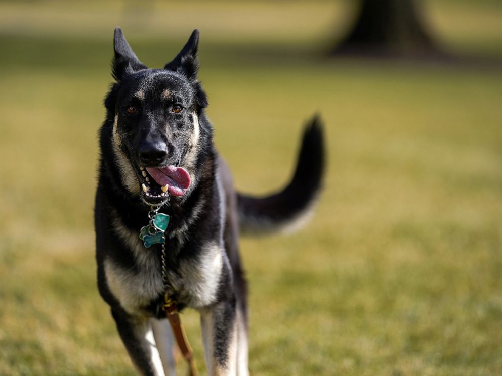 Biden Dogs Set Paws On White House Grounds Abc News