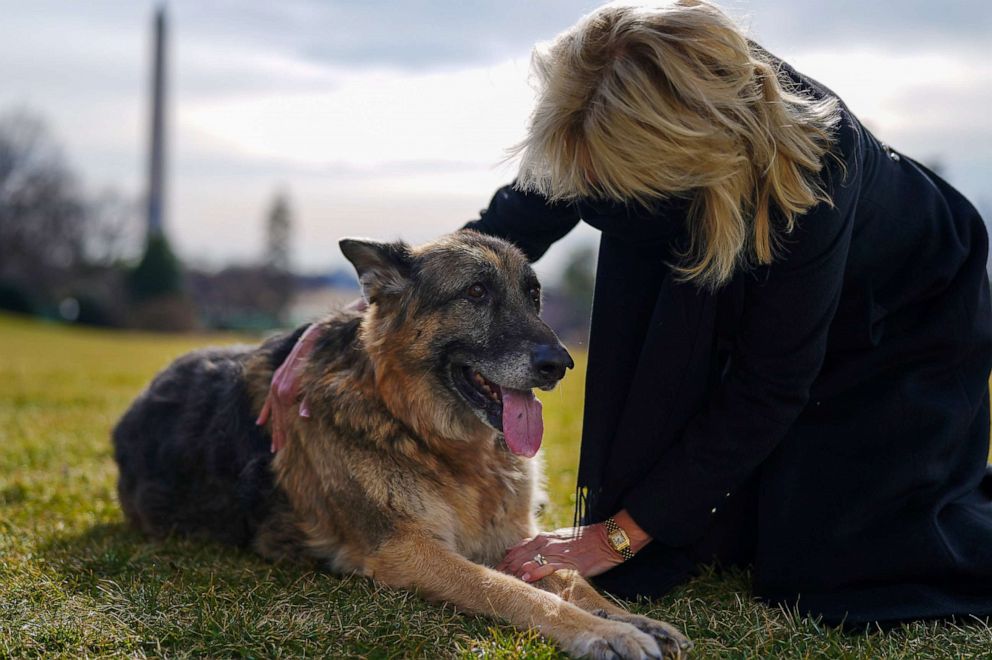 PHOTO: The First Dogs arrived at the White House in Washington, Jan. 23, 2020, including Champ seen here.