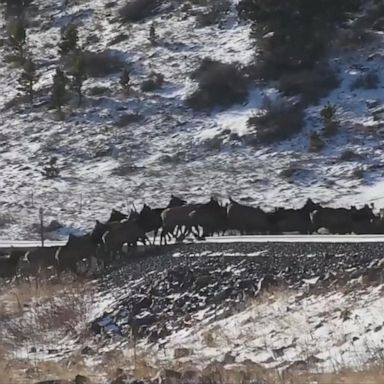 VIDEO: Herd of elk crosses snowy railway track in Colorado