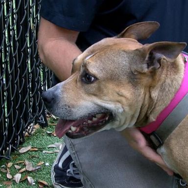 The Motorworks Brewing company of Bradenton, Florida, launched a promotion in Jan. 2020 featuring four-packs decorated with pictures of dogs in local shelters in a bid to raise funds and spur adoptions. 