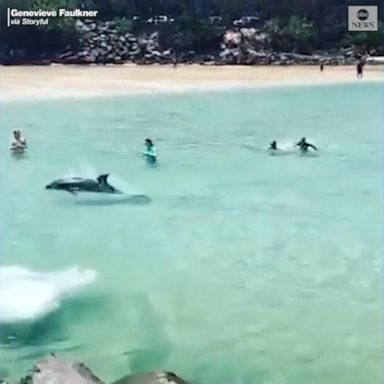 VIDEO: Dolphin swims with Australian beachgoers