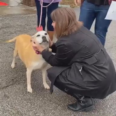 PHOTO: Sandi, a 12-year-old dog, has finally found her forever home after she spent 2,461 days, more than six years, at the Marion-Grant County Humane Society in Indiana.