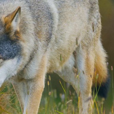 VIDEO: Colorado to vote on reintroduction of gray wolf