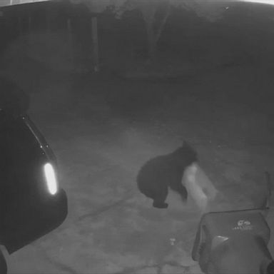 A homeowner in Eustis, Florida, was startled to see a black bear cub knock over a trash can outside his house, flipping the lid, and sneaking off with a whole bag.