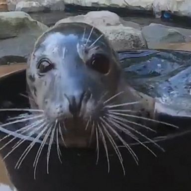 Seals enjoy 'tub time'