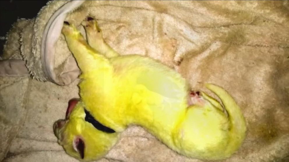 Family's dog gives birth to bright green puppy