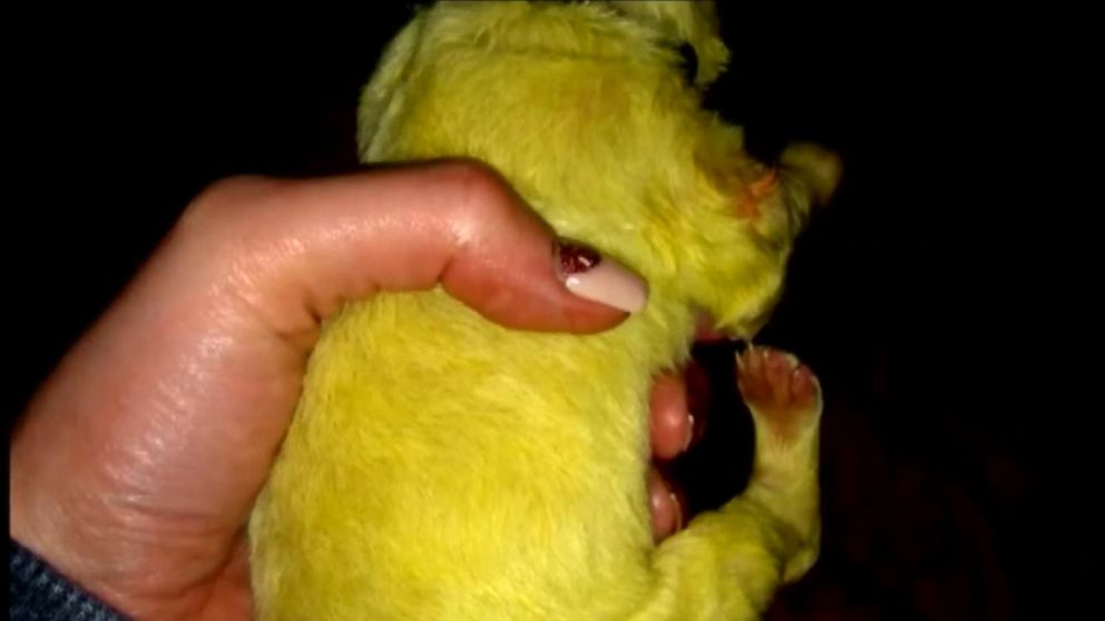PHOTO: Hulk was born with a bright green-turned yellow tint due to the fur's exposure to meconium.