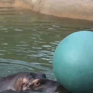 PHOTO: Mahali, the sole resident hippo at the Denver Zoo, had fun playing with a ball, while swimming around in the water.