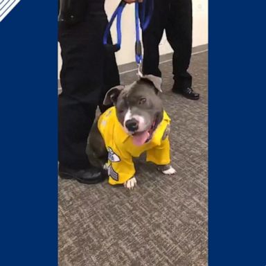 VIDEO: Terminally ill dog sworn in as honorary police K-9