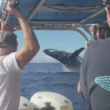 A tourist distracted by a beautiful rainbow nearly missed a humpback whale breach off Maui.