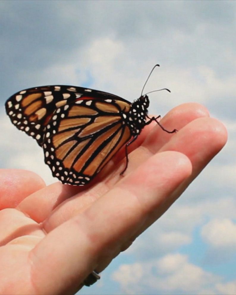 living breakwaters ny on Landscape Architects Shift Emphasis To The Ecosystem Abc News
