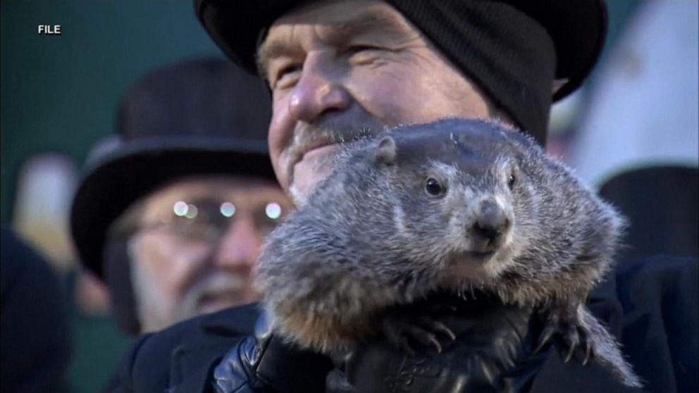 Video PETA hopes for robotic groundhog this February - ABC News