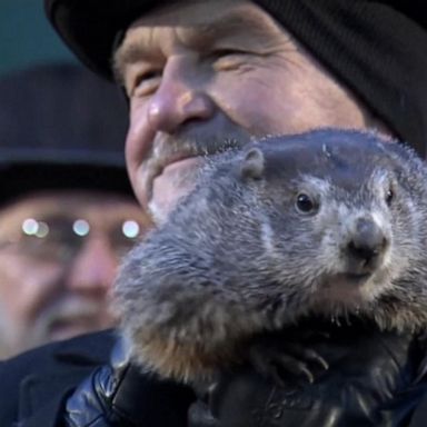 The animal rights group wants to replace Punxsutawney Phil with an AI version, due to hibernation concerns.