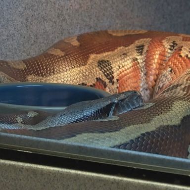 7-foot snake found in couch