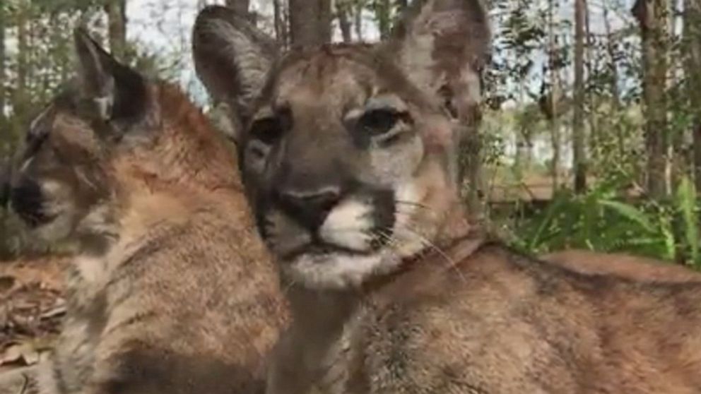 Florida Panther Kittens Chill In The Shade Video Abc News