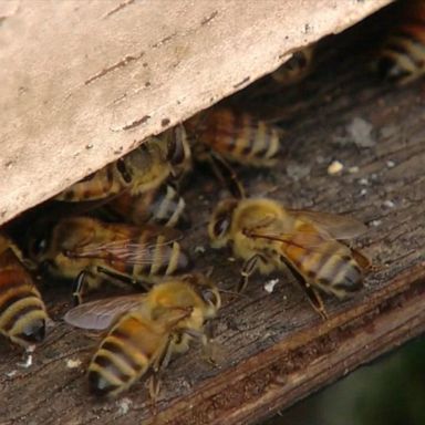 VIDEO: $50,000 worth of bees stolen in Arizona