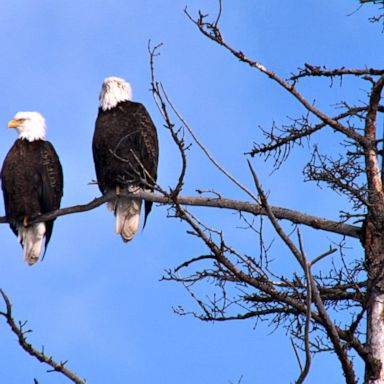 Wisconsin Department of Natural Resources reported a major increase in bald eagle nests over the last 45 years.