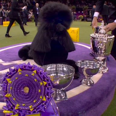 Standard poodle wins best in show at Westminster