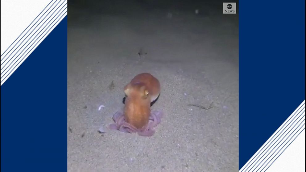 Video Octopus Disappears Into Sand Abc News