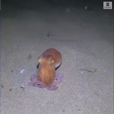 Octopus disappears into sand