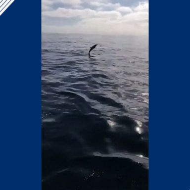 Dolphin calf jumps out of water