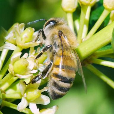 VIDEO: Bee-killing pesticides could be banned under new Minnesota law