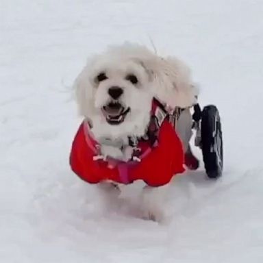 VIDEO: Special needs dog enjoys playing in Minnesota snow