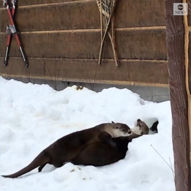 VIDEO: Otters frolic in the snow at Milwaukee Zoo