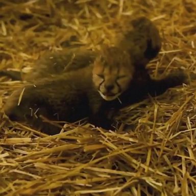 PHOTO: Two cheetah cubs have been born via in vitro fertilization to a surrogate mother for the first time ever at the Columbus Zoo.