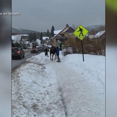 The Colorado Parks and Wildlife Department shared a video of a woman who approached a moose near a snowy crosswalk on Monday.