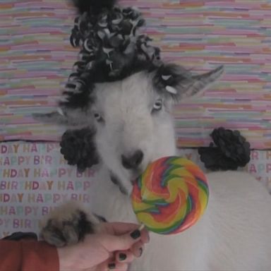 The goat, MaDolly, celebrated her first birthday by wearing a festive party hat.