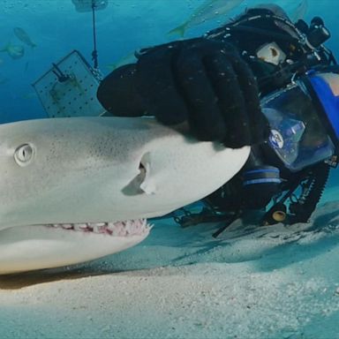 James Abernethy, who hosts shark expeditions, calmly rubbed the shark’s snout as other sharks swam by.