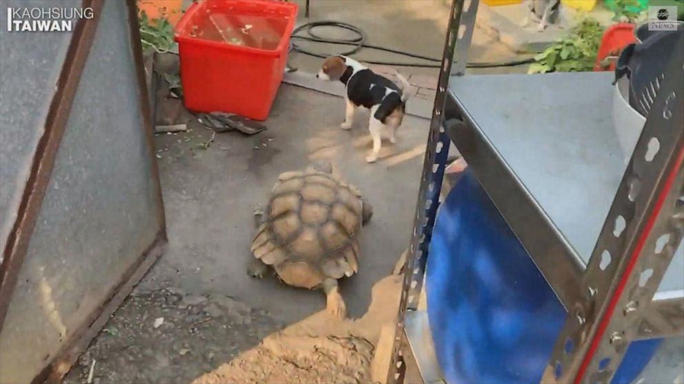 Nimble Pet Tortoise Chases After Beagle Video Abc News
