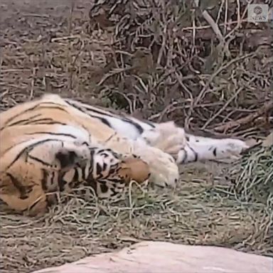 Denver Zoo's Amur tiger, Nikita, enjoyed the new smell in the hay after a scent enrichment.