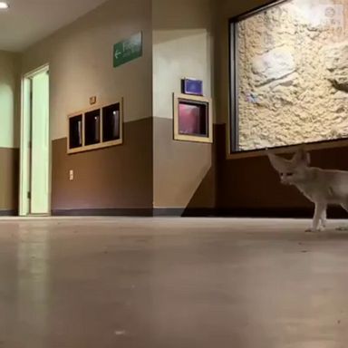 The zookeepers at the Chattanooga Zoo have been letting the animals have a little more fun in the empty facility while it’s closed to public.