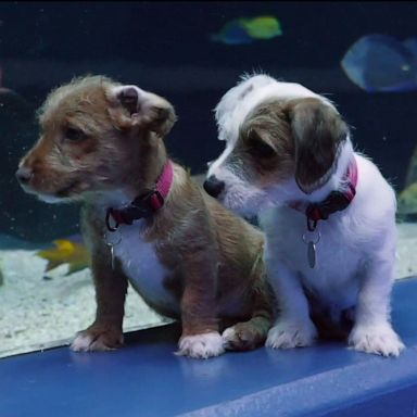 VIDEO: Puppies make new friends at Georgia Aquarium