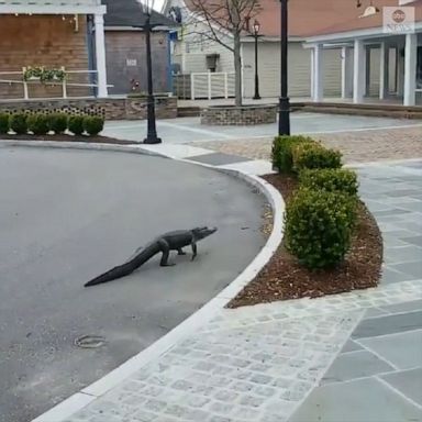 A South Carolina resident filmed an alligator casually taking a trip to a vacant mall as it is closed during the coronavirus pandemic.