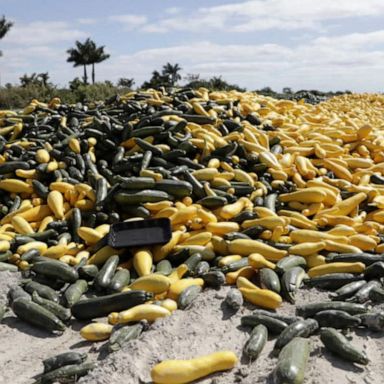 VIDEO: Farmers throw out milk, produce as schools, restaurants remain shut down