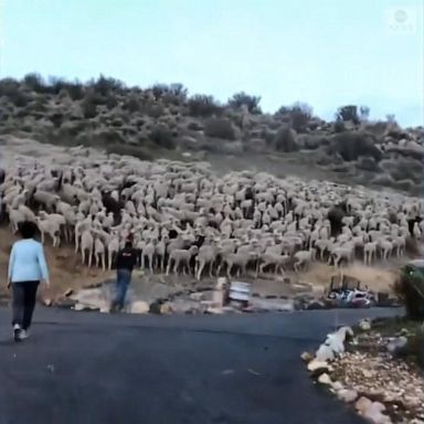 VIDEO: Herd of sheep invades Nevada neighborhood